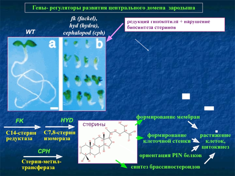 Кракен телеграм